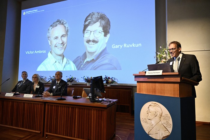 Victor Ambros y Gary Ruvkun, reciben el Premio Nobel de Medicina, el 7 de octubre, durante una conferencia de prensa en el Instituto Karolinska de Estocolmo, Suecia. Foto: Christine Olsson, TT News, AFP