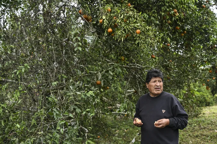 Evo Morales, el 24 de junio, en su chacra de Cochabamba. Foto: Martín Bermetti, AFP
