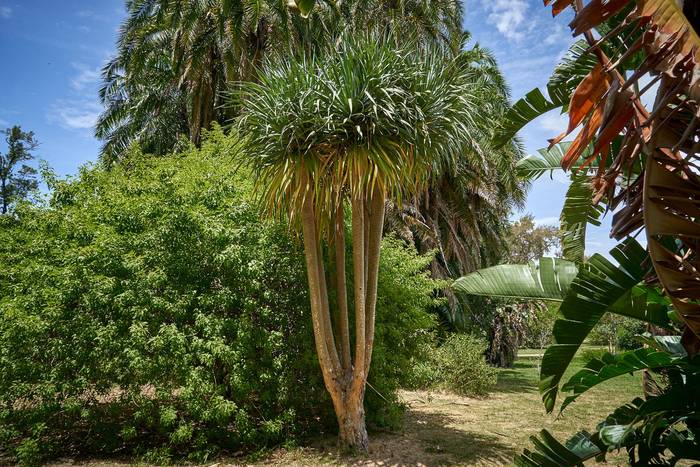 Foto principal del artículo 'La vuelta al mundo en 80 árboles, una app para recorrer el Jardín Botánico' · Foto: Pablo Albarenga