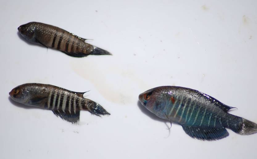 Acantholebias