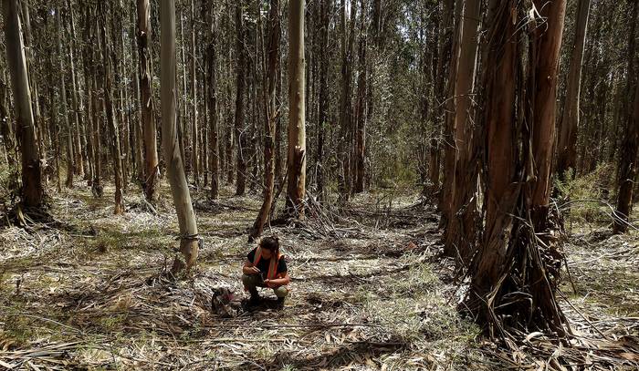 Alexandra Cravino con cámara trampa en predio forestado.
Foto: Jorge Cravino
