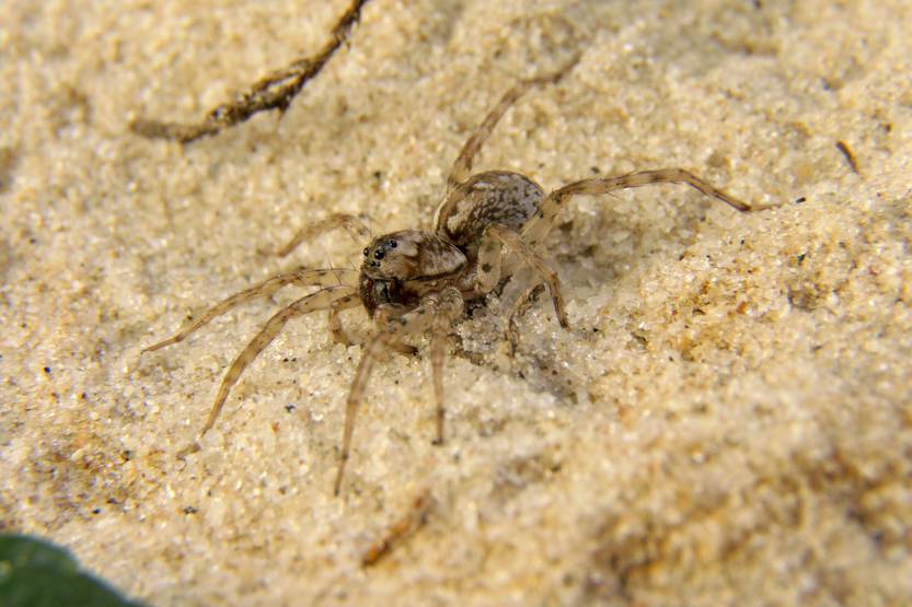 Allocosa