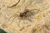 Allocosa