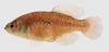 Austrolebias guarani hembra 2