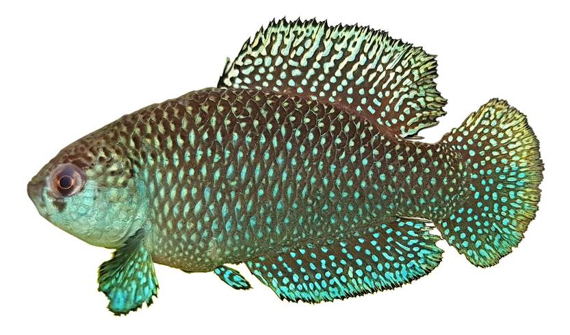 Austrolebias guarani macho