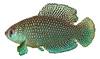 Austrolebias guarani macho