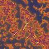 Bacteroides del intestino - foto de Kevin Cutler