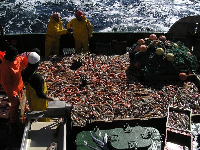 Barco pesquero