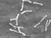 Bifidobacterium
