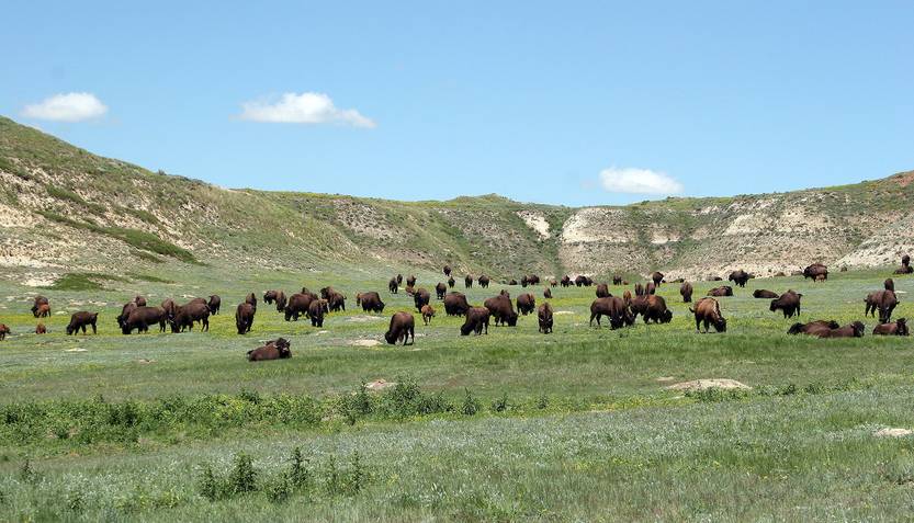 Bisontes