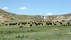 Bisontes