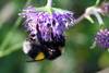 Bombus