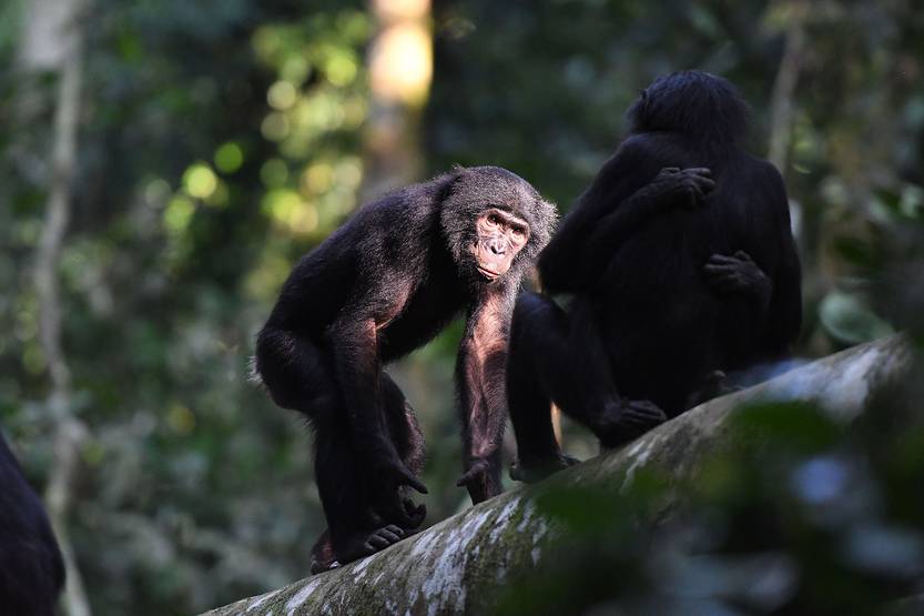 Bonobos interactuando