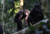 Bonobos interactuando