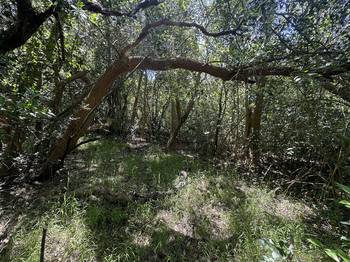 Bosque de Melilla. Bajo el sombra de toro no crecen ligustros. · Foto: Alexandra Cravino