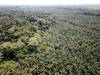 Bosque deforestado