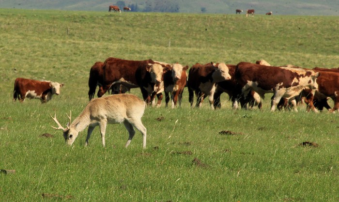 Bovinos y venado de campo en pastizal natural en Arerunguá, Salto. · Foto: Leo Lagos