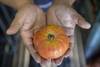 30 20230204 Cata de tomate