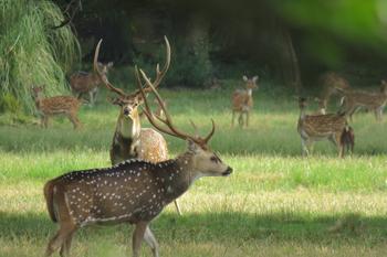 Ciervos axis en Anchorena. · Foto: Alexandra Cravino