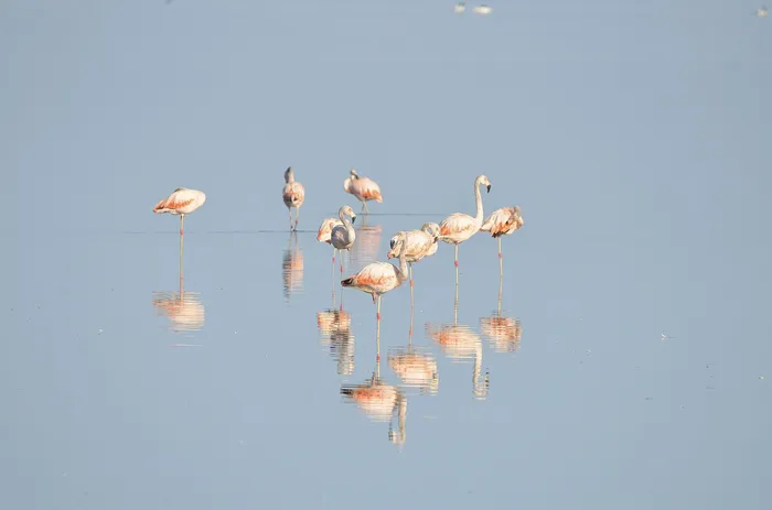 Flamecos en Laguna de Rocha. Foto: Carmen LM Tavares (NaturalistaUY) · Foto: NaturalistaUY