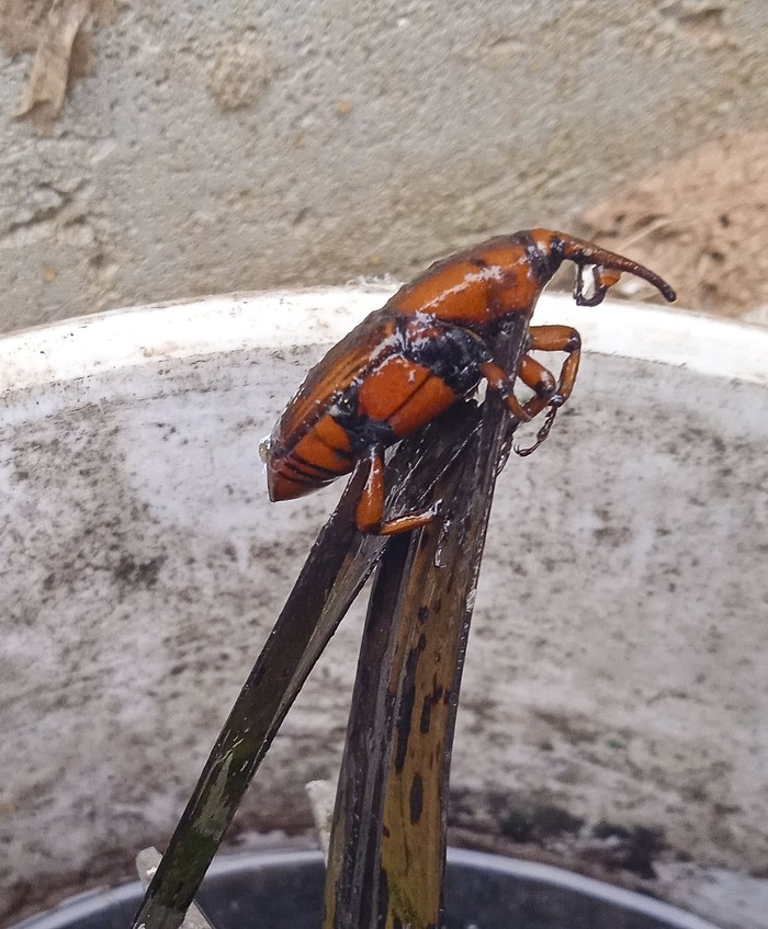 Registro de picudo rojo en Rocha. Foto: Naturalista UY · Foto: Nat Capozzoli