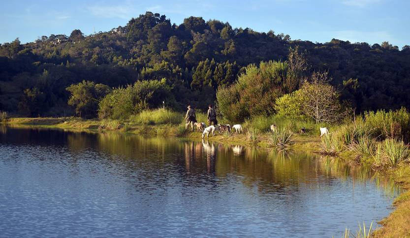 Cacería de jabalíes