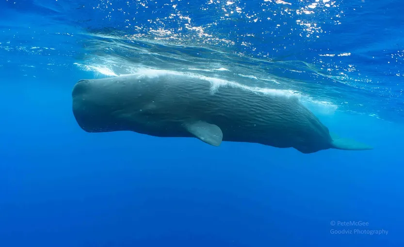 20260415 Ciencia Cachalote 4