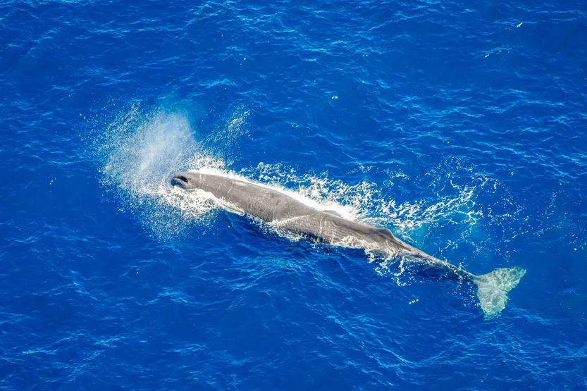 20260415 Ciencia Cachalote 3