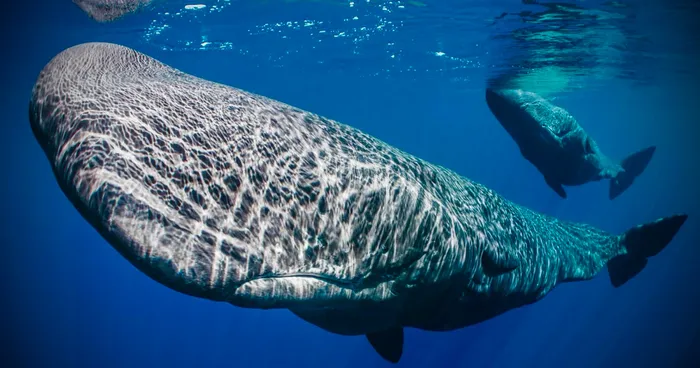 Cachalote. · Foto: steve3rivers (iNaturalist)