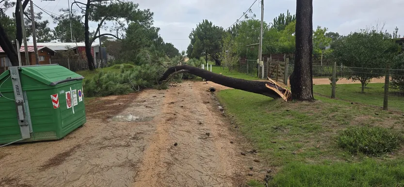 20260408 temporal maldonado