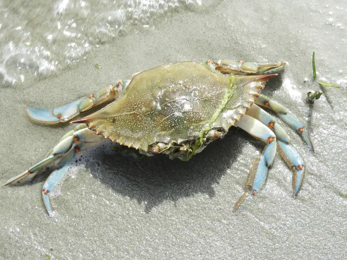 Cangrejo sirí en Laguna de Rocha. · Foto: Luis Vescia da Rosa (NaturalistaUY)