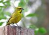 Cardenal 1