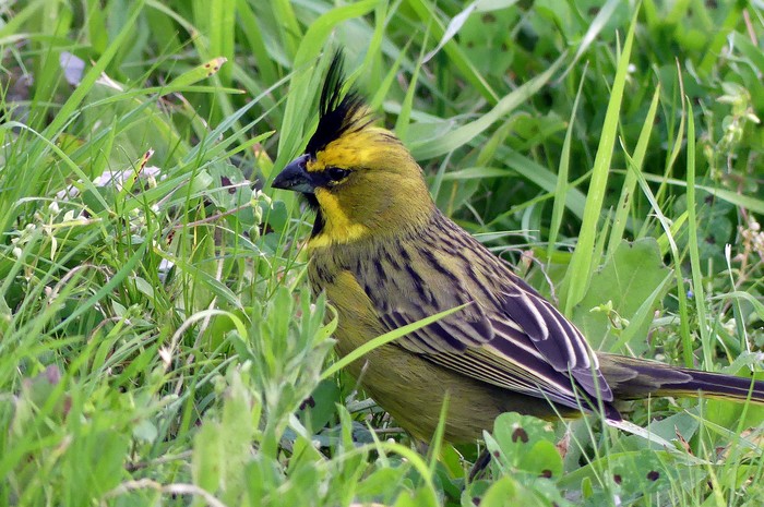 Cardenal amarillo. · Foto: Fernando Vilariño (NaturalistaUy) Cardenal amarillo. · Foto: Fernando Vilariño (NaturalistaUy)