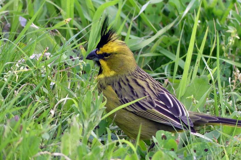 Cardenal 2