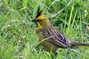Cardenal 2