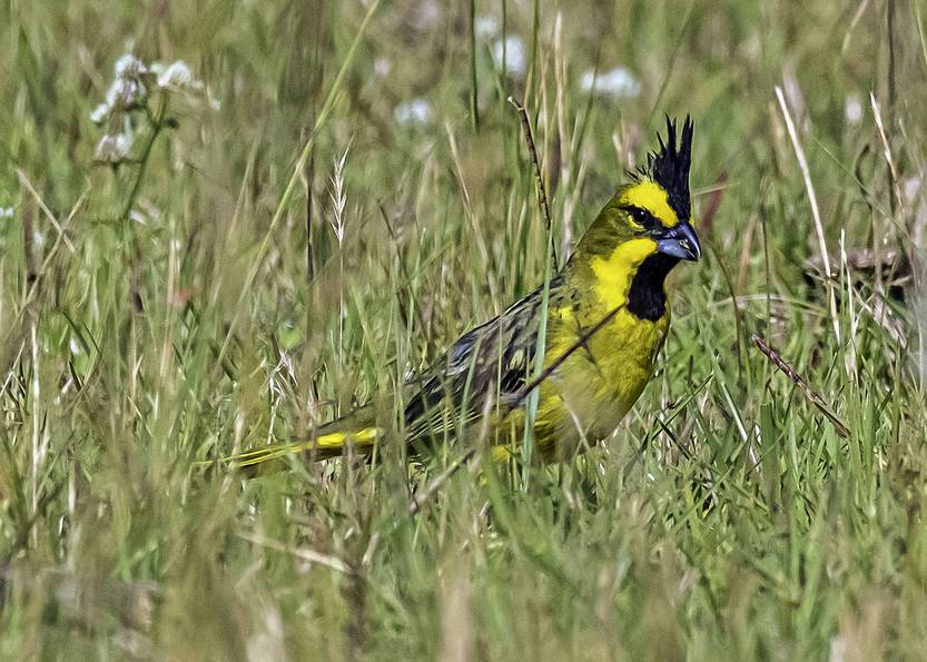 Cardenal Amarillo opción 2
