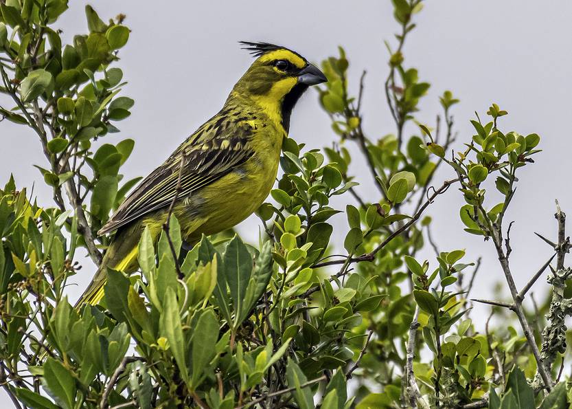 Cardenal Amarillo opción 3