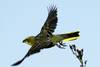 Cardenal Amarillo