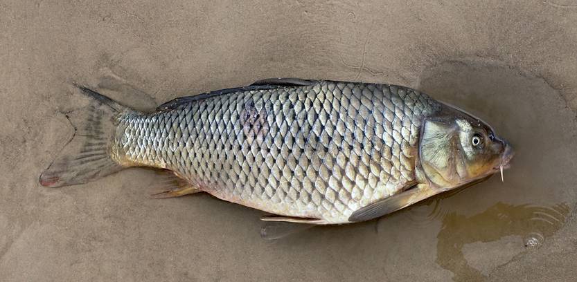 Carpa