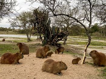 Carpinchos en la Reserva de Carmelo. · Foto: Reserva de Fauna de Carmelo