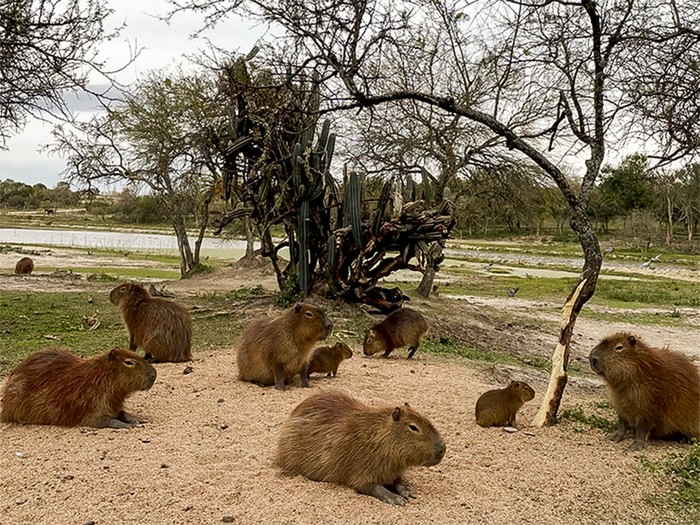 Carpinchos en la Reserva de Carmelo. Foto: Reserva de Fauna de Carmelo.