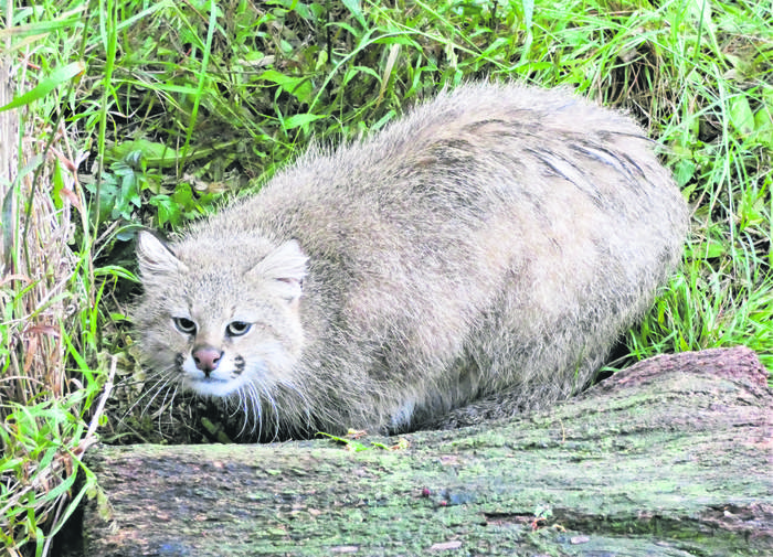 Gato de pajonal en Bioparque M’bopicuá. Foto: Enrique González