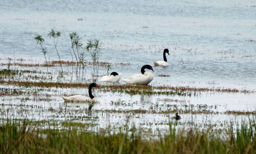 Cisnes w