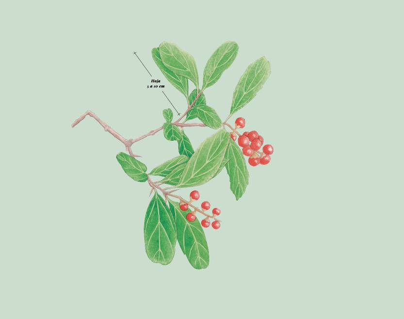 Lento 111 - Flora autóctona 09