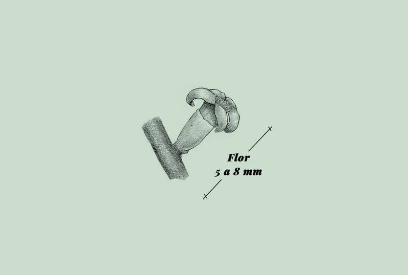 Lento 111 - Flora autóctona 10