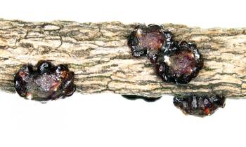 Cochinillas de la especie _Neotachardiella charruarum_. · Foto: Vitor Pacheco