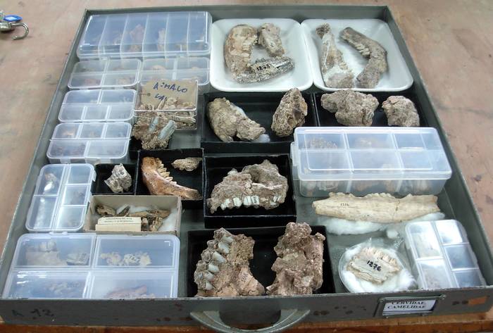Colección paleontológica de Facultad de Ciencias.
 · Foto: Alejandra Rojas