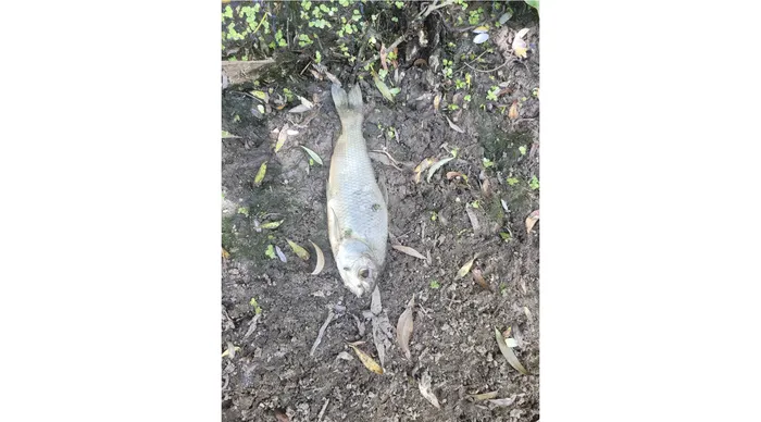 Episodio de mortandad de peces constatado el 3 de febrero. · Foto: Colectivo de Guichón por los Bienes Naturales
