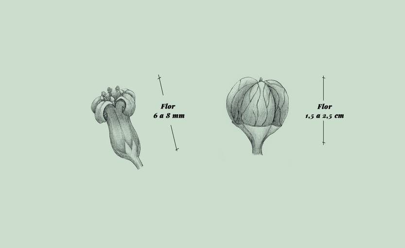 Lento 111 - Flora autóctona 06