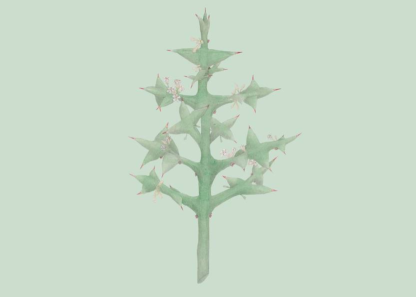 Lento 111 - Flora autóctona 05